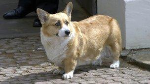 A Royal corgi outside Clarence House