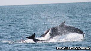 Dolphins playing