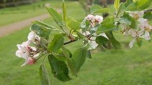 Fruit trees in the community orchard