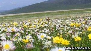 Flowers in Western Isles