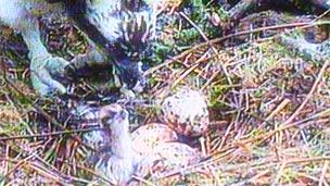 osprey chick at Glaslyn