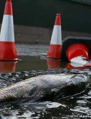 Fish stranded after flood (Getty Images)