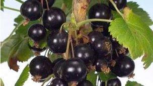 Blackcurrants