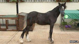 Womble, a horse in the care of the RSPCA