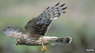 Hen Harrier [Pic: RSPB Scotland]