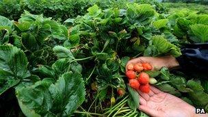 Worker holding strawberries