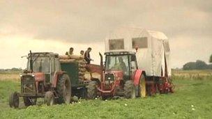 Migrant workers on a farm