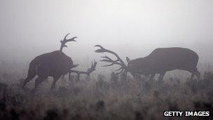 Red deer stags