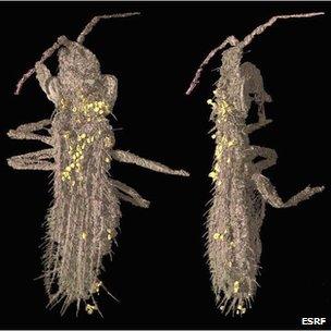 Thrips imaged at ESRF