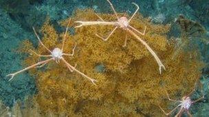 Mingulay coral reef (picture courtesy of Heriot-Watt University)