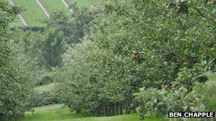 Orchard in Guernsey