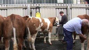 Cows at Balmoral show