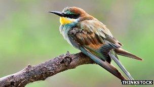 Common European bee-eater (file picture)