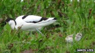 Avocet adult and chick