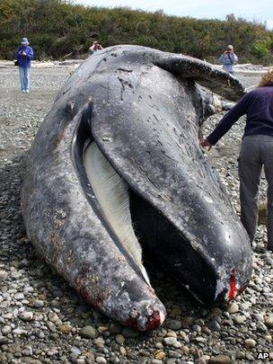 Dead gray whale on beach