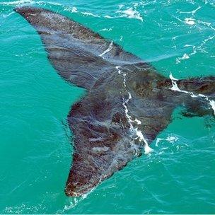 Right whale tail