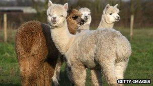 Alpacas in field (generic)