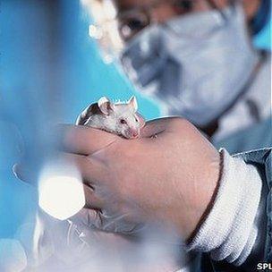 Scientist holding mouse