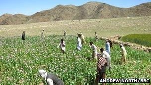 Poppy field in Afghanistan