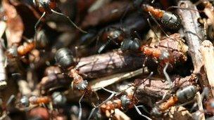 Wood ants