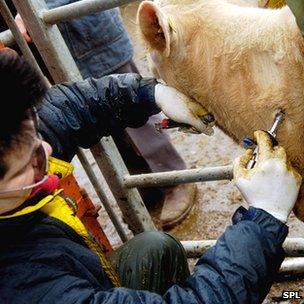 Cattle TB testing