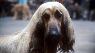 Afghan Hound