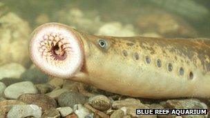 Lamprey (pic: Blue Reef Aquarium)