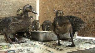 Rescued ducklings