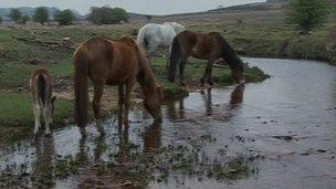 Latchmore Brook Brook