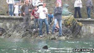 Basking shark in Looe