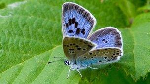 Large blue butterfly