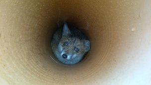 Trapped fox cub