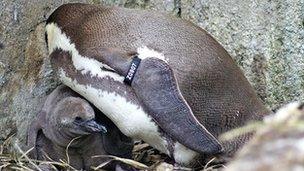 Humboldt penguins born at Twycross Zoo, Leicestershire