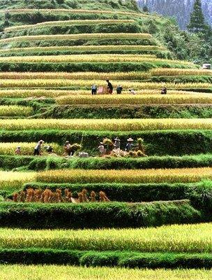 Terraced fields, China (Image: AP)