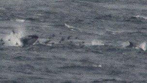 Orca chasing a white-beaked dolphin