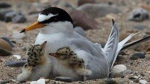 A Little Tern protects two of its chicks