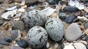 Eggs laid by a Little Tern