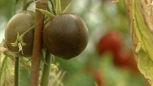 Tomatoes as part of food research in Norwich