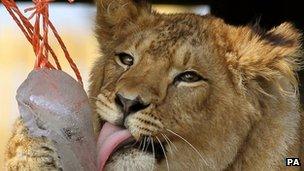 Lion cub licking ice at Blair Drummond Safari Park, near Stirling