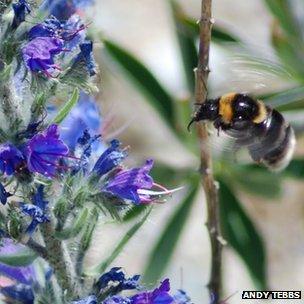 Short-haired bumblebee (Andy Tebbs)