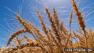 Wheat field