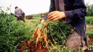 vegetable picking