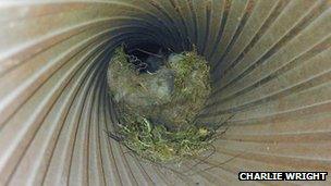 Blue tits inside gun barrel