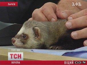 So-called psychic ferret Fred