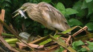 A juvenile squacco heron seen at Attenborough Nature Reserve last November