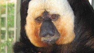 22-year-old Saki monkey Jethro