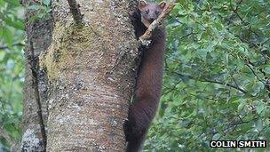 A pine marten