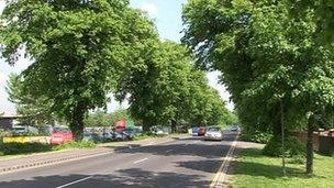 Lime trees on Bawtry Road, Tickhill.