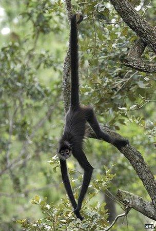 Black-handed spider monkey