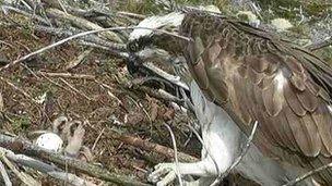 Osprey chicks